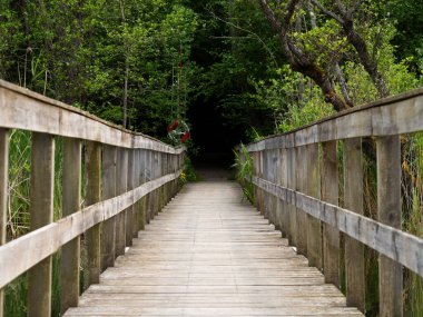 Yeşil orman içinde ahşap köprü