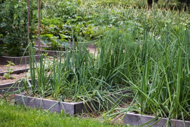 Bahçe Sıraları Soğan ve Dill ile