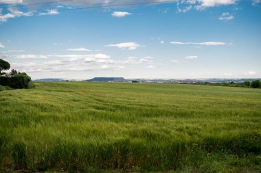 Güneşli bir günde haşhaşlı buğday tarlası