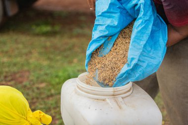 Modern tarla ekimi için pirinç tohumu döküyorum.