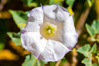 Tucson, Arizona 'da bir çiçek bitkisi.