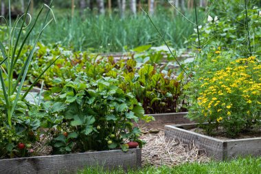 Kadife çiçekleri ve pancar sıralarının olduğu köy bahçesi.