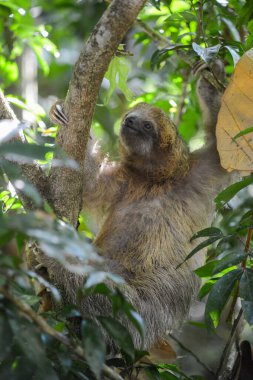 Kosta Rika 'daki Ağaç' ta Tembel Chilin