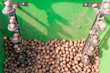 Otomatik olarak yere patates ekme aygıtı..