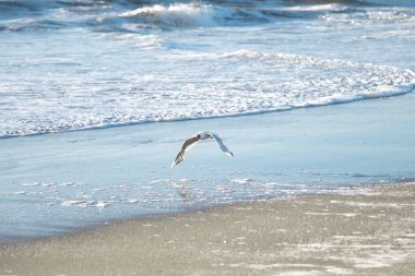Deniz kıyısında martılarla manzara.