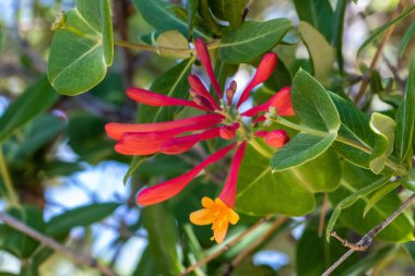 Tucson, Arizona 'da bir çiçek bitkisi.
