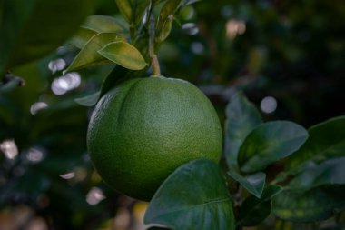 Dal dalında yemyeşil portakal yetişiyor.