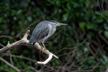 Balıkçıl, bir ağaç dalında bekliyor balığın geçmesini bekliyor.