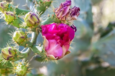 Tucson, Arizona 'da bir çiçek bitkisi.