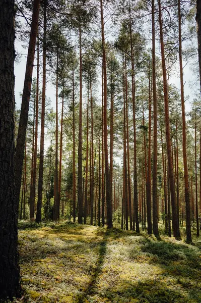 Çam Ormanında Güneş Işığı Yosunu, Yaz Arazisi
