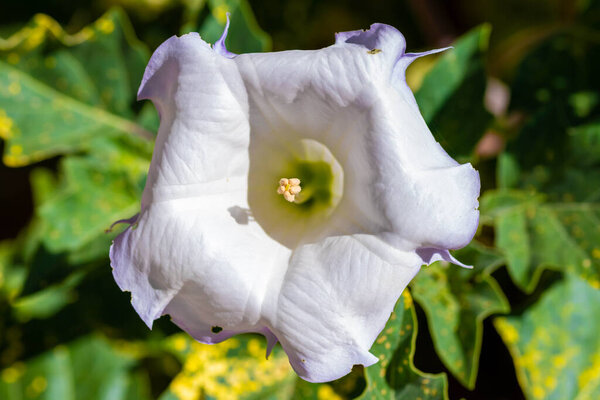 Цветущие растения в Тусоне, Аризона