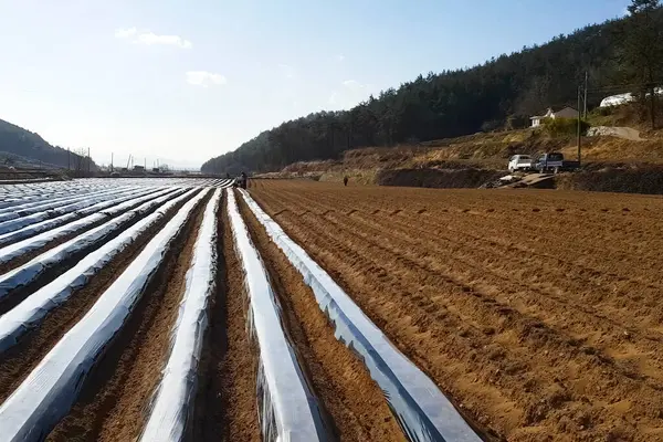 Patatesler plastik ambalajın altında.