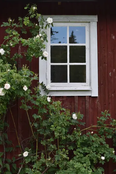 Kırsal alanda huzurlu bir günde pencereyi çerçeveleyen beyaz güller.