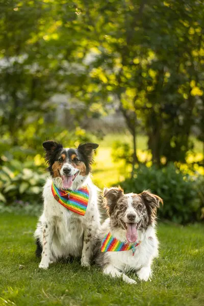 Güneşli arka bahçede gökkuşağı bandanası takan iki mutlu köpek..