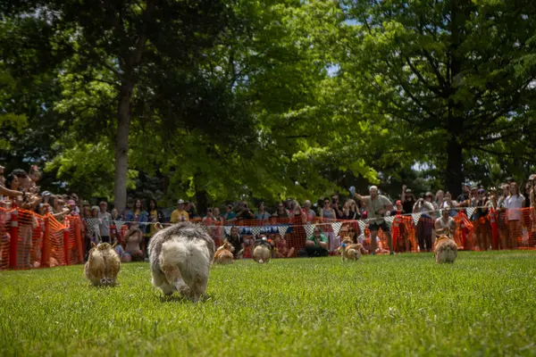 Corgi poposu yarışta koşuyor.