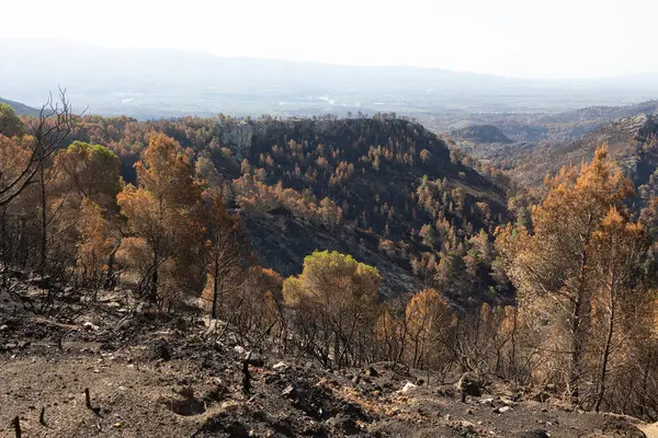 Dağ manzarasını kaplayan yanmış ağaçlar yangının sonrasını gösteriyor.