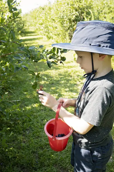 Güneşli bir günde elinde kırmızı bir kovayla yabanmersini toplayan bir çocuk.