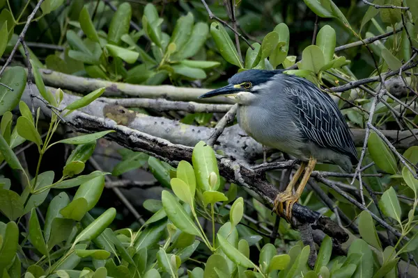 Çizgili balıkçıl Latince adı Butorides