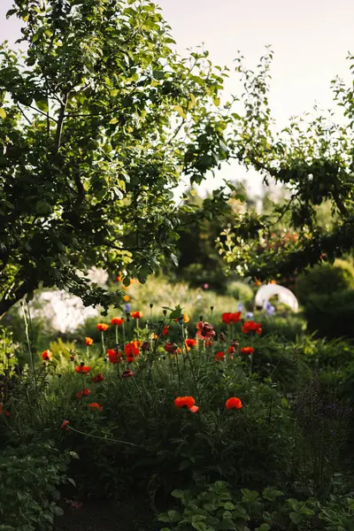 Yaban çiçekleri ve yumuşak akşam ışığında yeşillik açan bahçe.