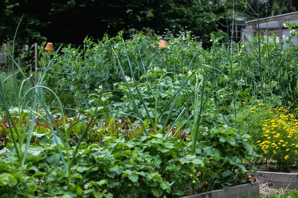 Kadife çiçekleri ve pancar sıralarının olduğu köy bahçesi.