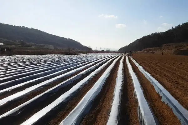 Patatesler plastik ambalajın altında.