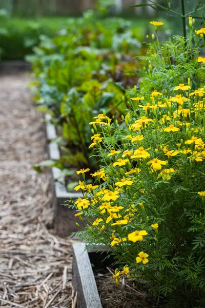 Mulch Yolu boyunca sarı kadife çiçekleri