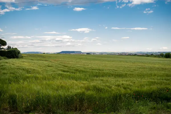 Güneşli bir günde haşhaşlı buğday tarlası