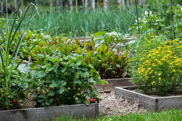 Kadife çiçekleri ve pancar sıralarının olduğu köy bahçesi.