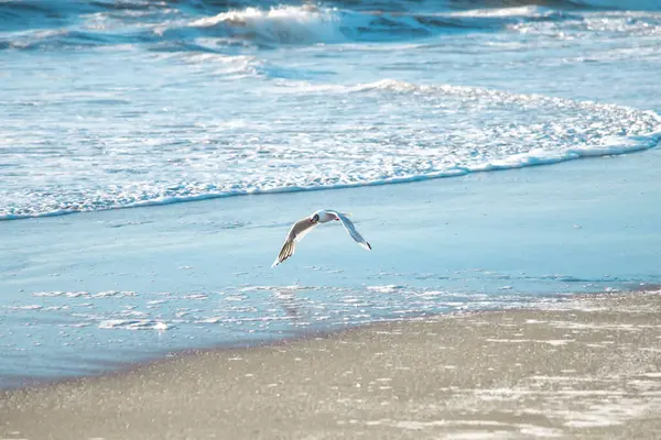 Deniz kıyısında martılarla manzara.