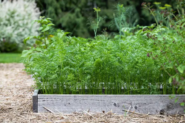 Havuç tepeleri yoğun bir şekilde büyüyen kırsal bir bahçe yatağında