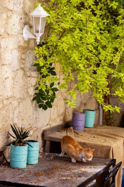Kızıl kedi, saksı bitkileriyle birlikte terasta yemek yiyor.