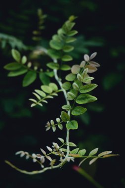 tropikal sarmaşık yeşil yaprakları koyu arkaplan