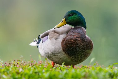 Tüylü bir erkek yaban ördeği.