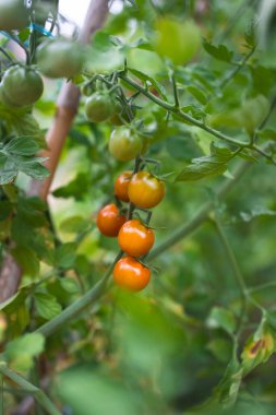 Bahçede yetişen olgun ve olgunlaşmamış domatesler.