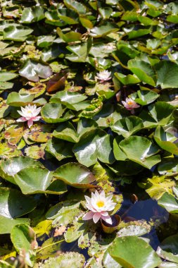 Pembe Nilüferler Güneşli Gölette yüzüyor