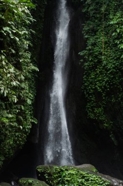 Bereketli yeşil yapraklar arasında çağlayan uzun, dar şelale, tropikal