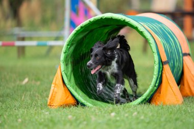 İspanyol çalışan bir köpek koşuyor..