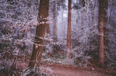 Kışın güzel mistik renkli orman
