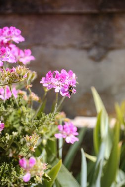 Pembe Sardunya Çiçeklerindeki Arı Gün Işığında