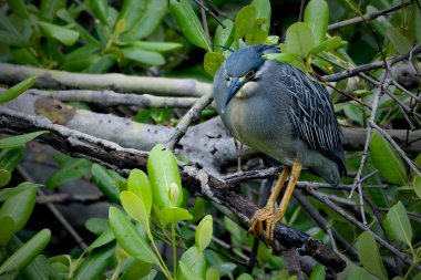Siyah Taç Giyen Gece Balıkçıl.