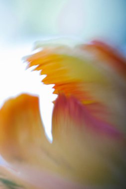 Resimli Soyut Çiçeklerin Arkaplanı