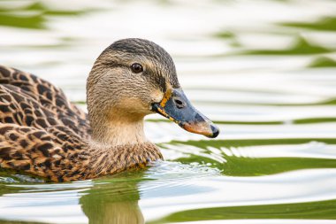 Yüzen dişi yaban ördeğinin ayrıntılı portresi