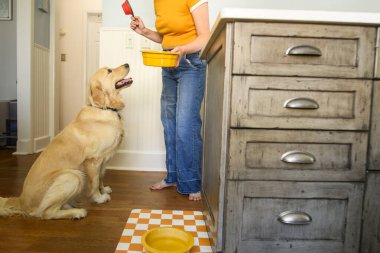 Yemek saatinde sevecen bir golden retriever