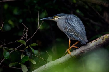 Siyah Taç Giyen Gece Balıkçıl.
