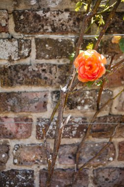 Tek Portakal Gülü Yıpranmış Tuğla Duvara Karşı Çiçek Açtı
