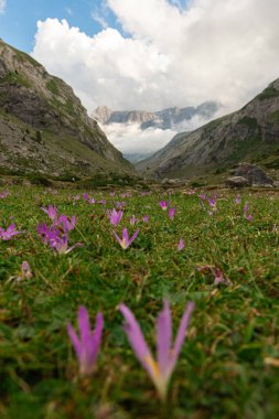 Yeşil vadide leylak çiçekleri ve yüksek dağ pireneleri var.