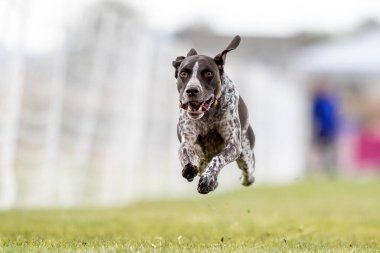 Alman Kısa Konum Koşu Pisti Hızlı Koşu Köpek Sporu