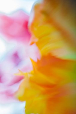 Resimli Soyut Çiçeklerin Arkaplanı