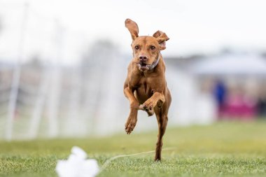 Safkan Vizsla Koşu Pisti Hızlı Köpek Sporu
