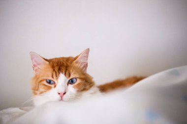 Mavi gözlü kedi beyaz yatakta oynaşıyor.